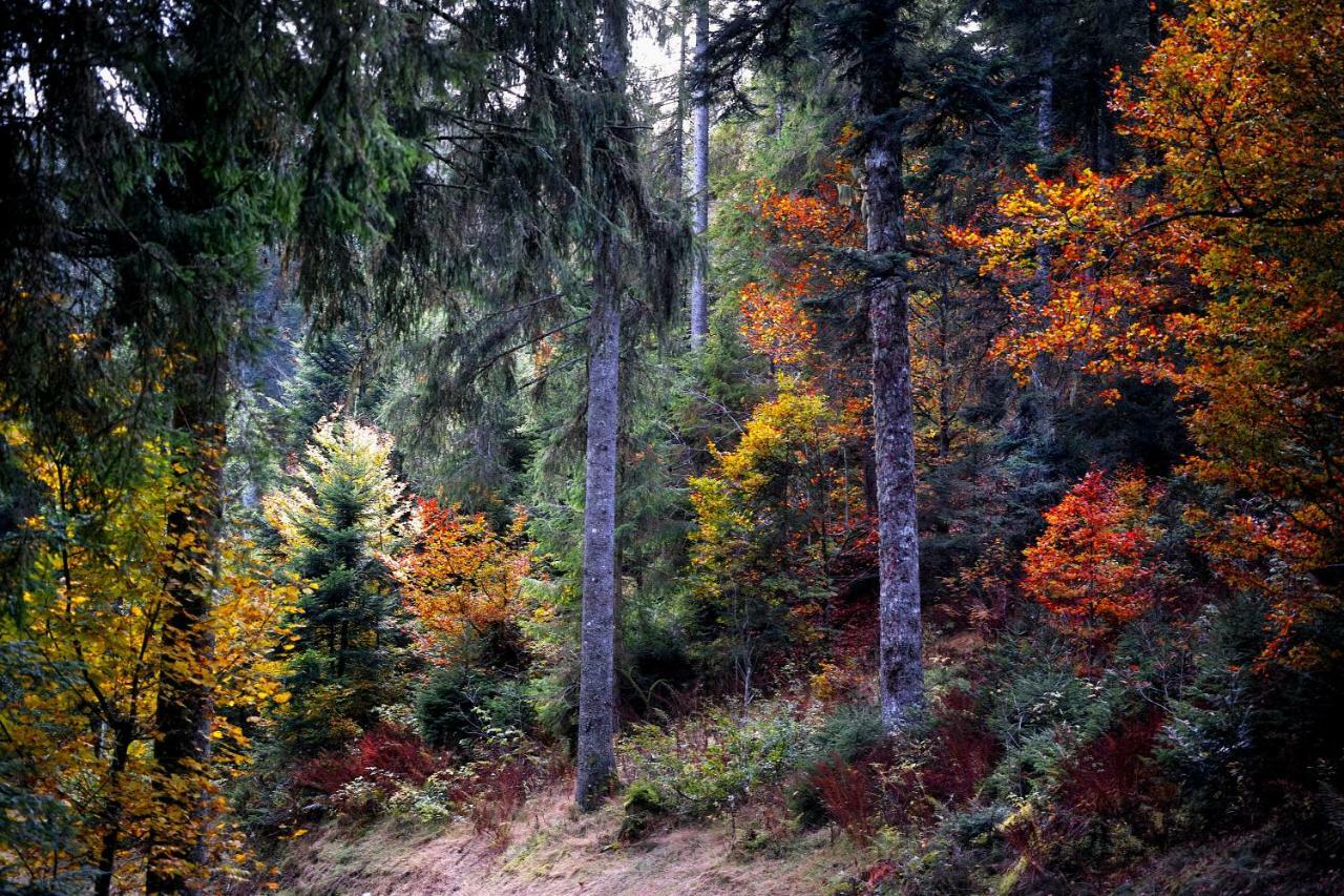 Menzenschwand-HinterdorfB4 Albmatte公寓 外观 照片